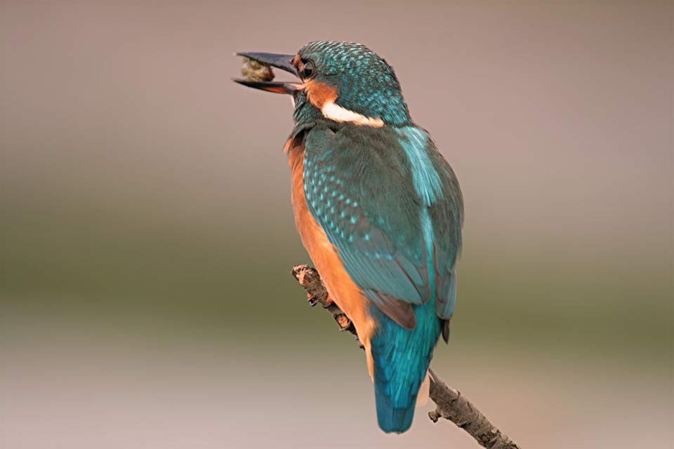 Eisvogel Rietzer u Netzener See, Vogelbeobachtung
